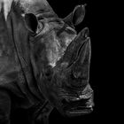 Rhino portrait