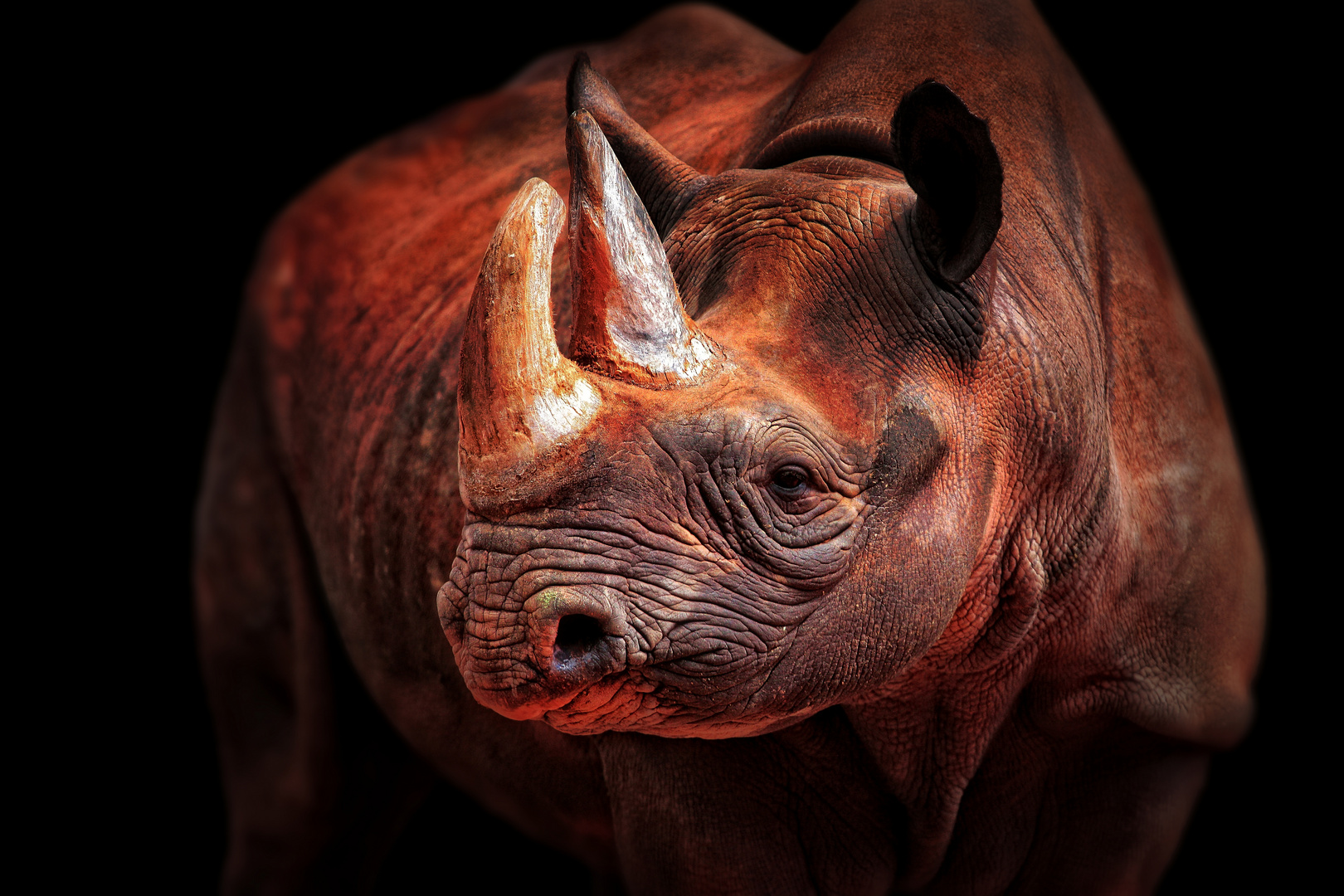 RHINO POSING