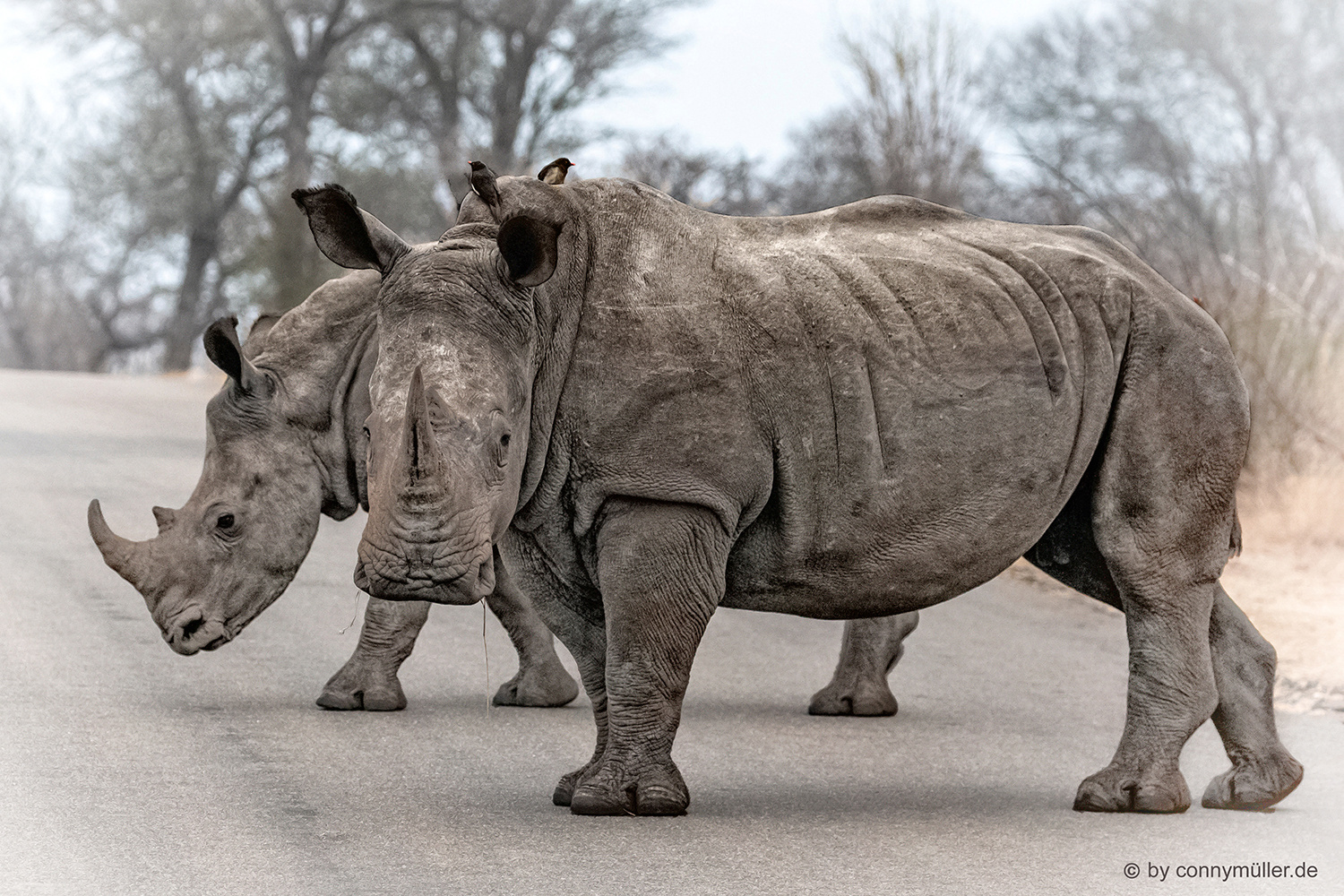 Rhino & Rhina