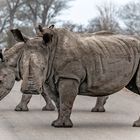 Rhino & Rhina