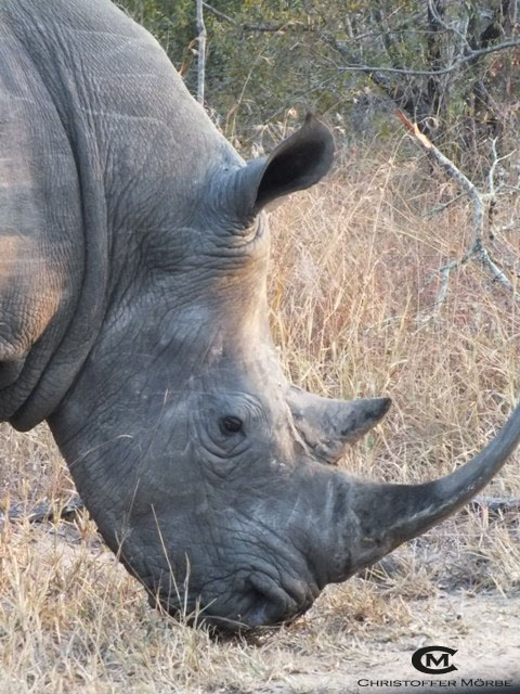 Rhino @ Sabie Sands (Südafrika)