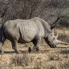 Rhino Sanctuary [1]