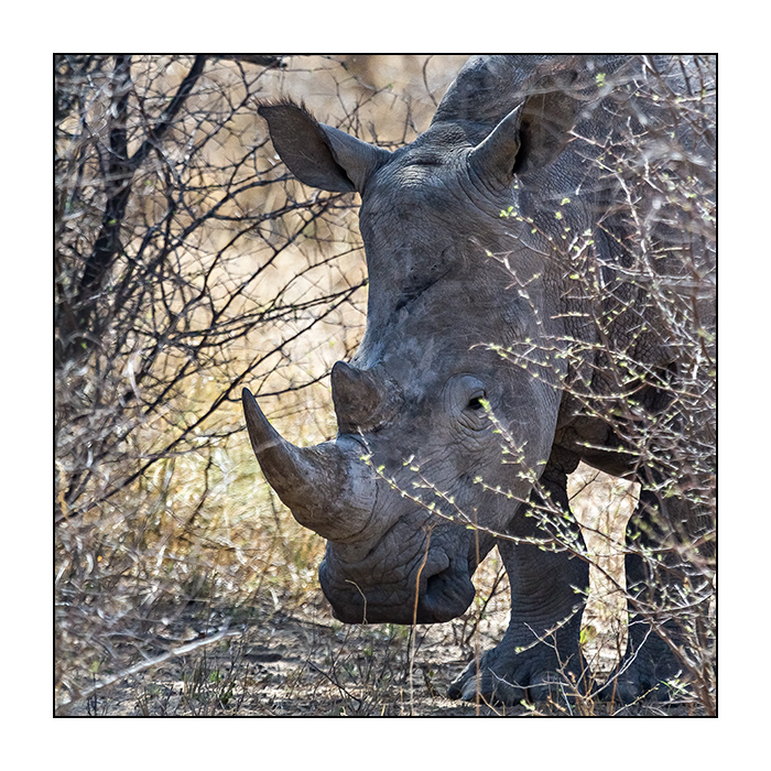 Rhino Sanctuary [7]