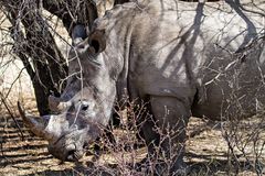 Rhino Sanctuary [8]