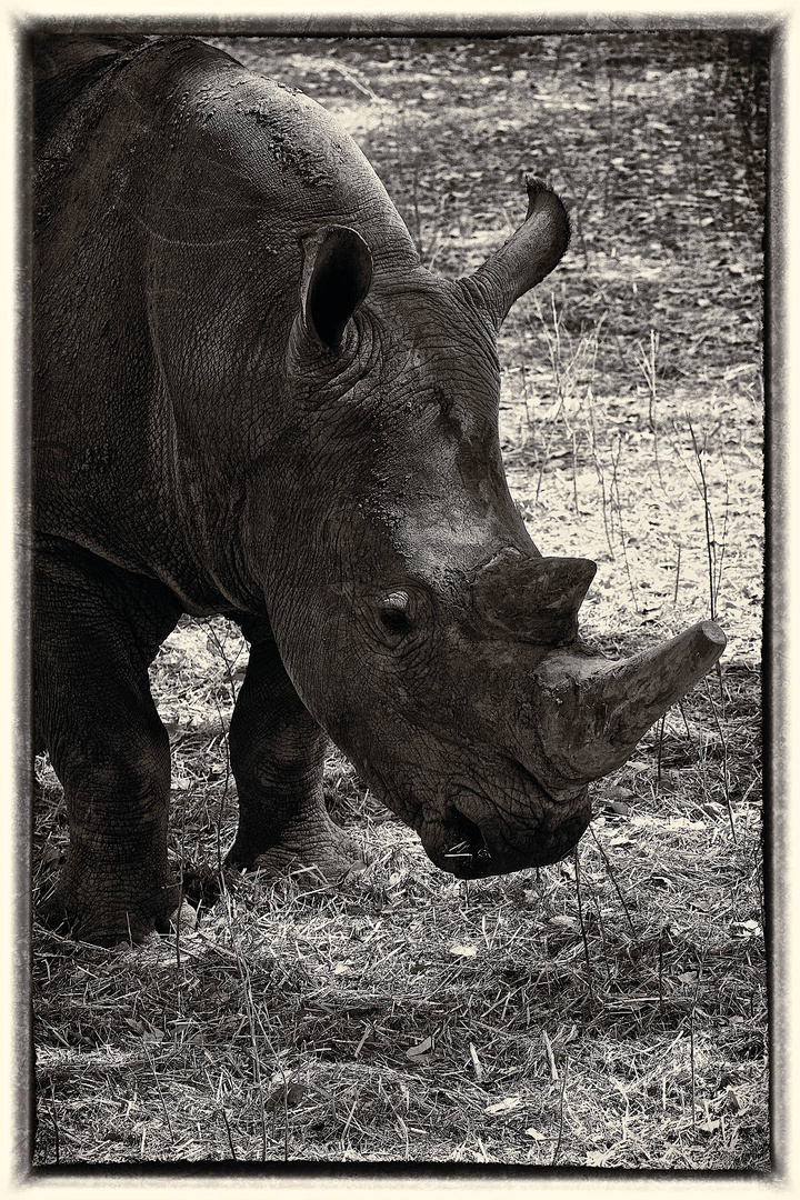 Rhino (Senegal)