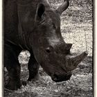 Rhino (Senegal)