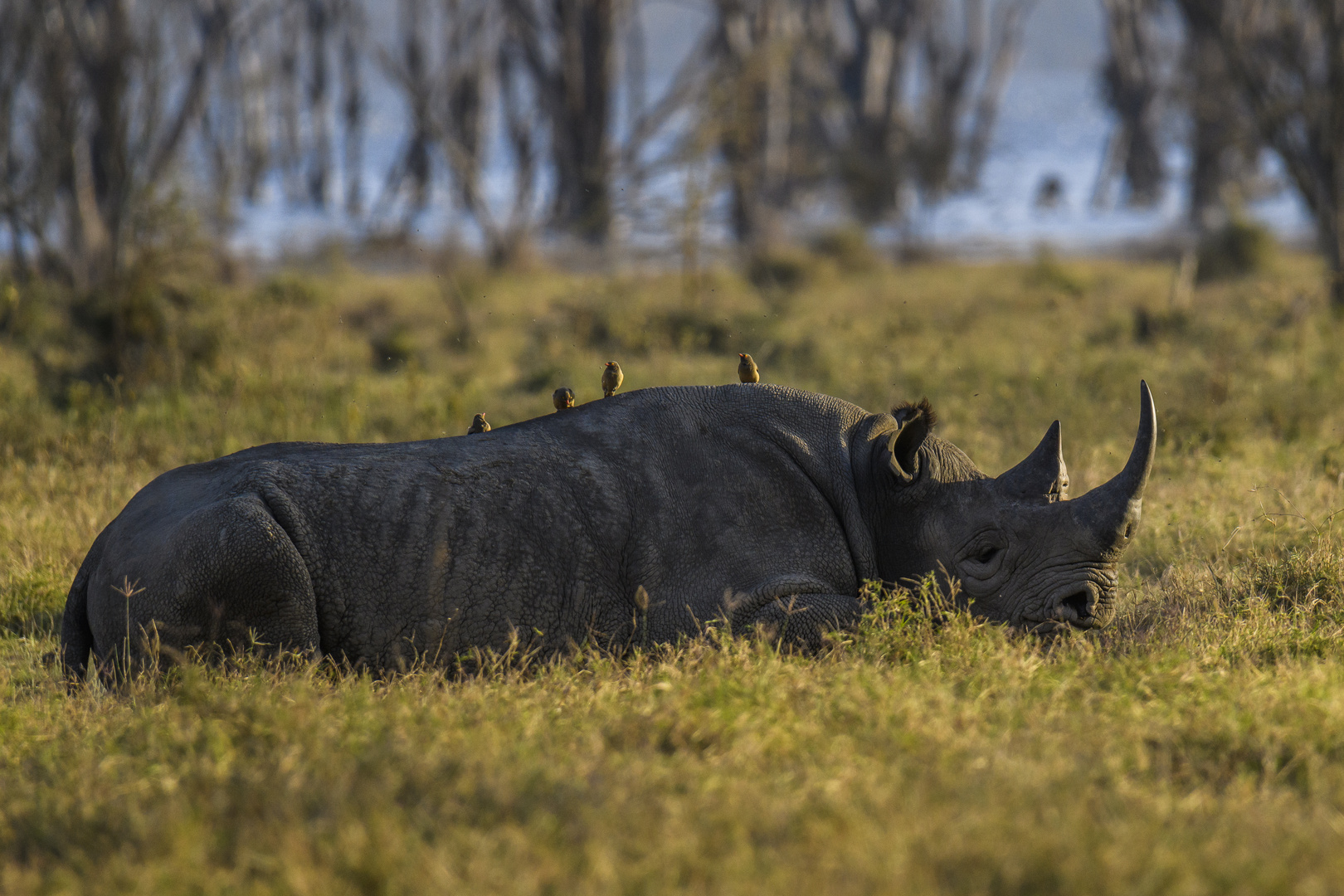 rhino siesta