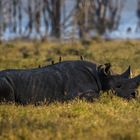 rhino siesta