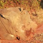 Rhino / South Africa