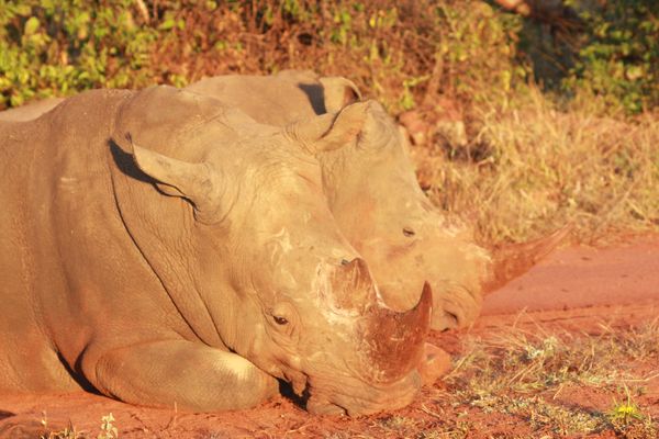 Rhino / South Africa