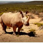 RHINO SOUTH AFRICA