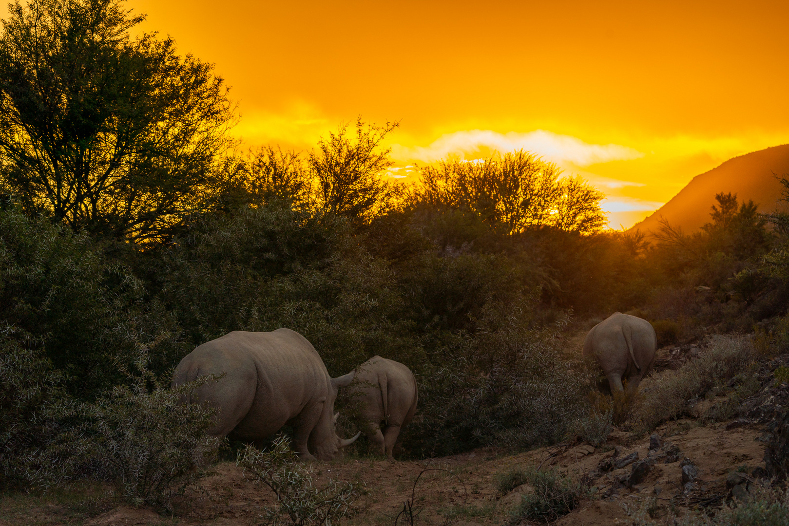 Rhino Sunset