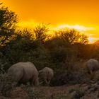 Rhino Sunset