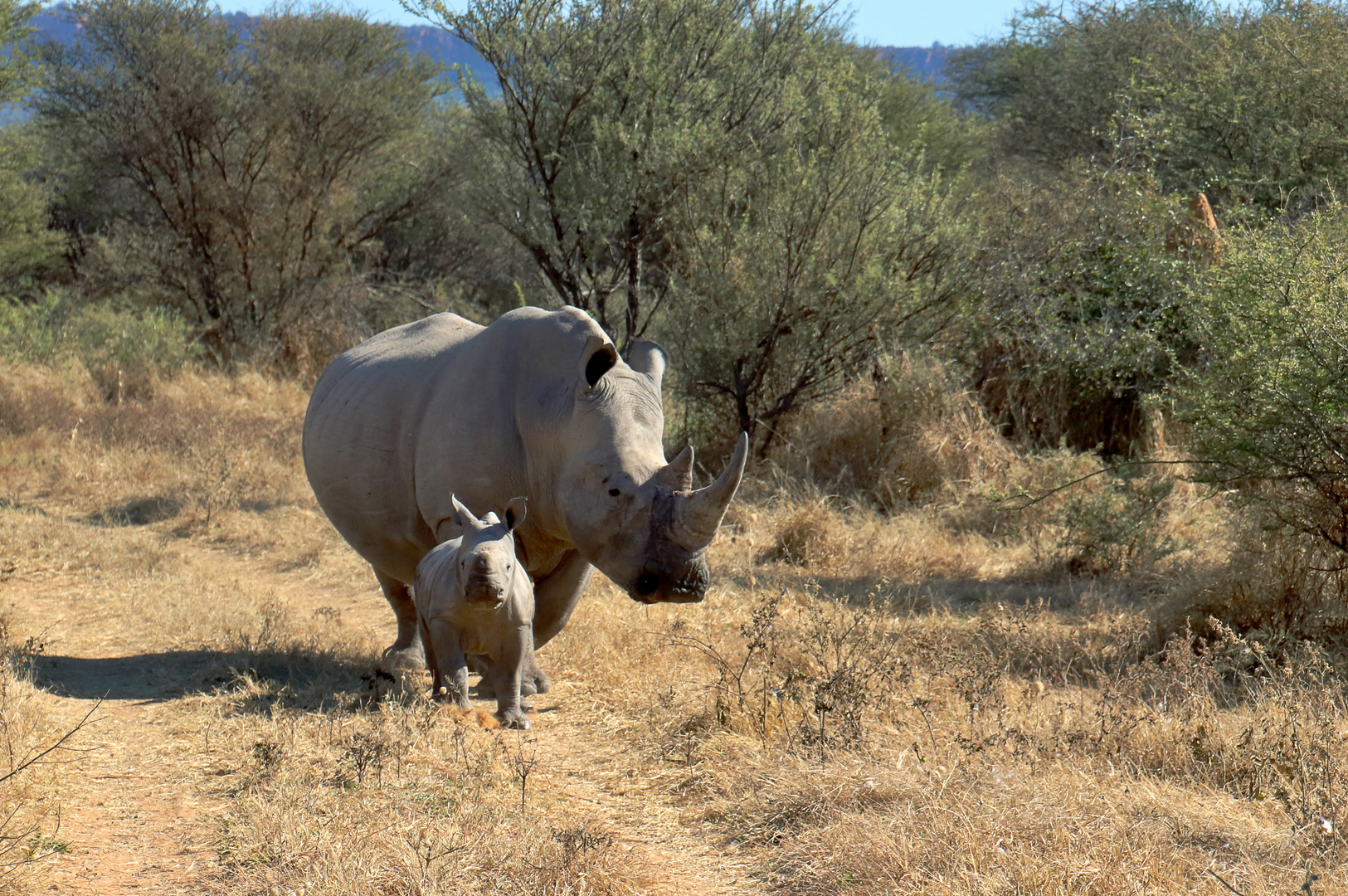 Rhino Track 2