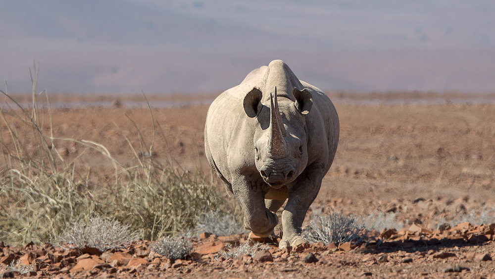 Rhino Tracking