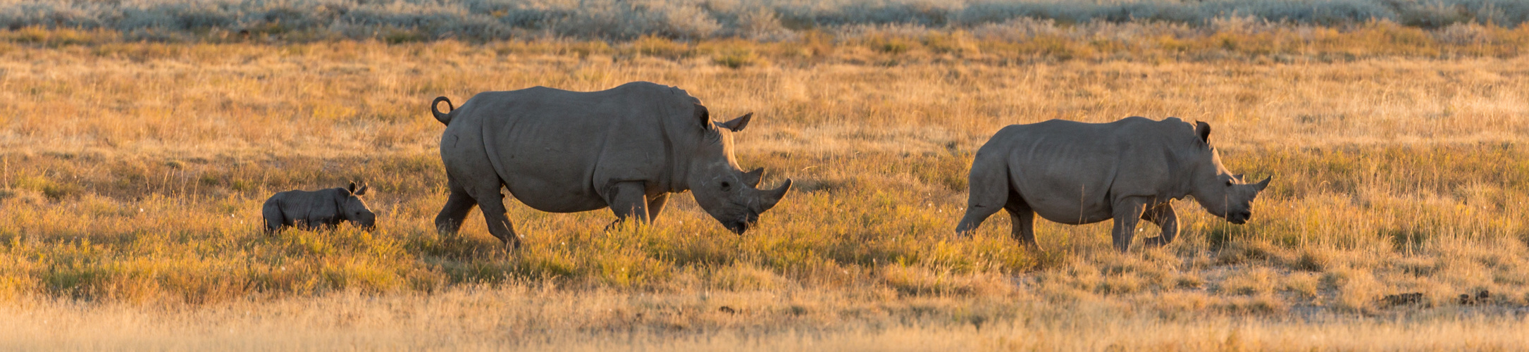 Rhino Train