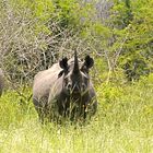 Rhino Trio