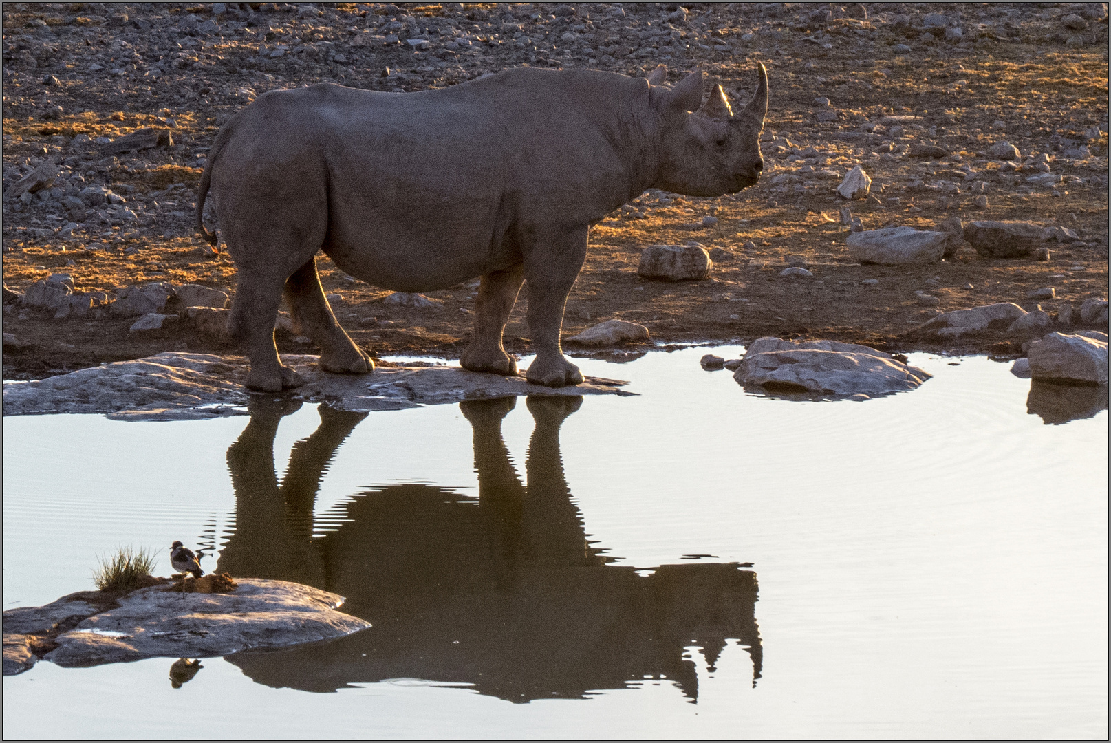 Rhino und Vögelchen im Abendsonnenschein