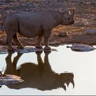 Rhino und Vögelchen im Abendsonnenschein