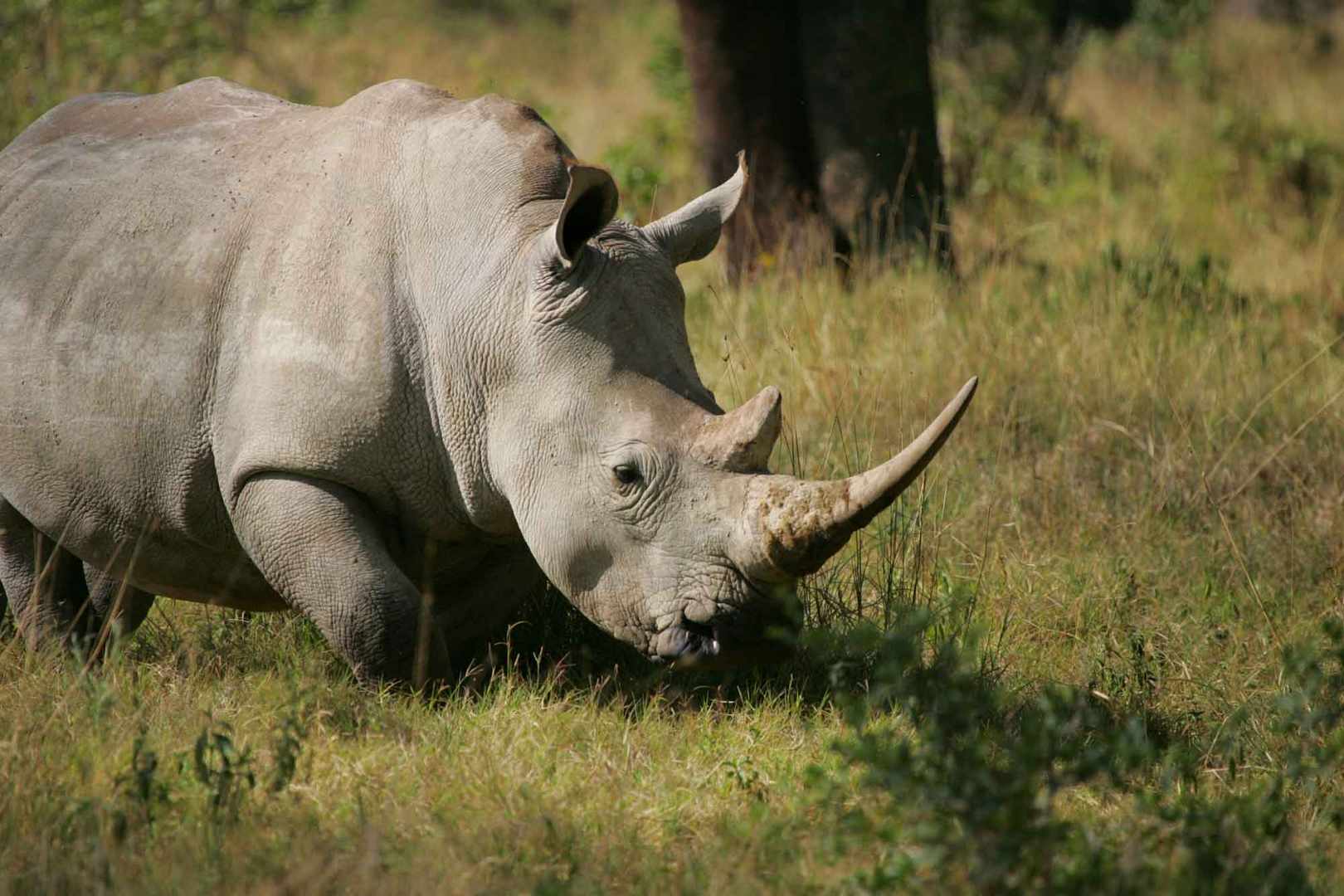 Rhinobulle