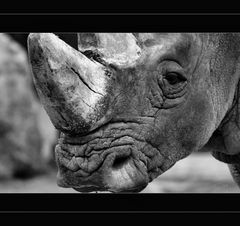 RHINO.....B.W.