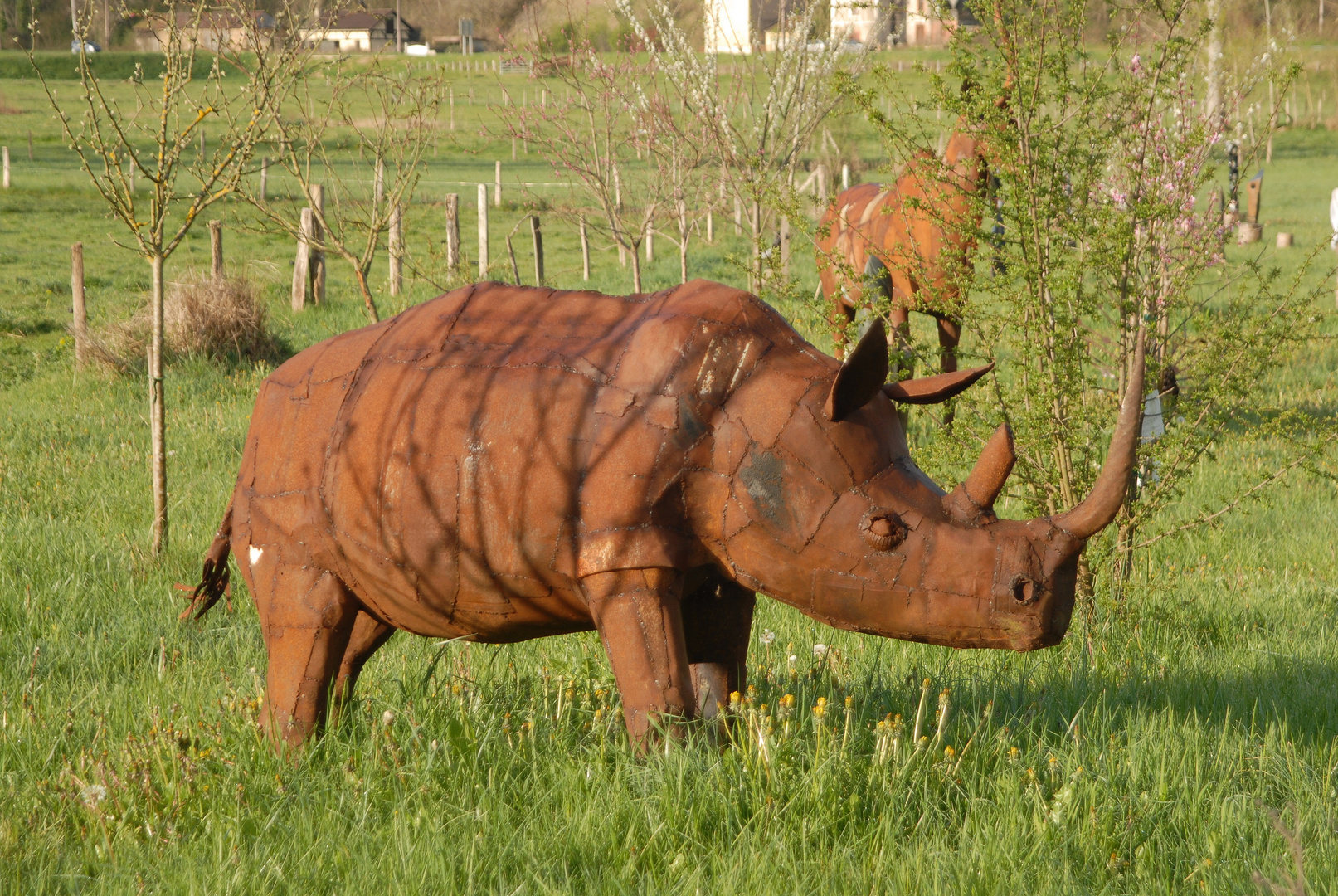 Rhinocéros