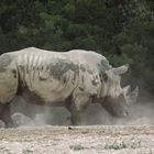 rhinoceros