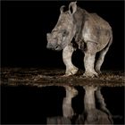 Rhinoceros 