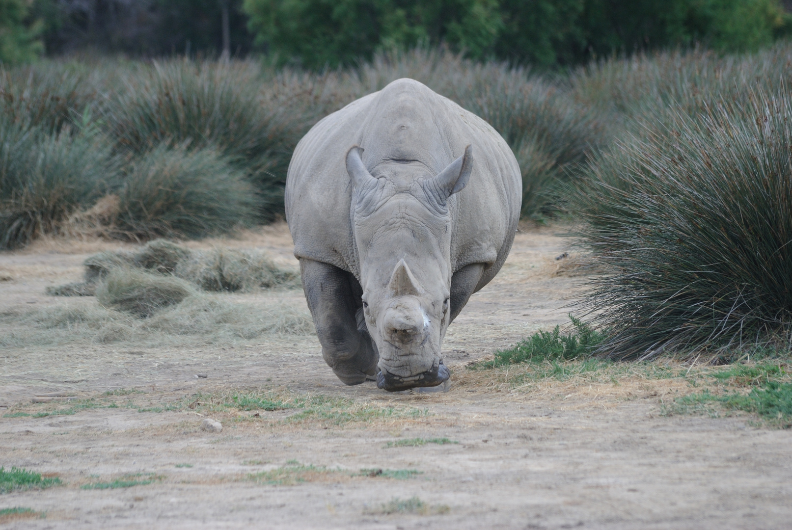 Rhinocéros