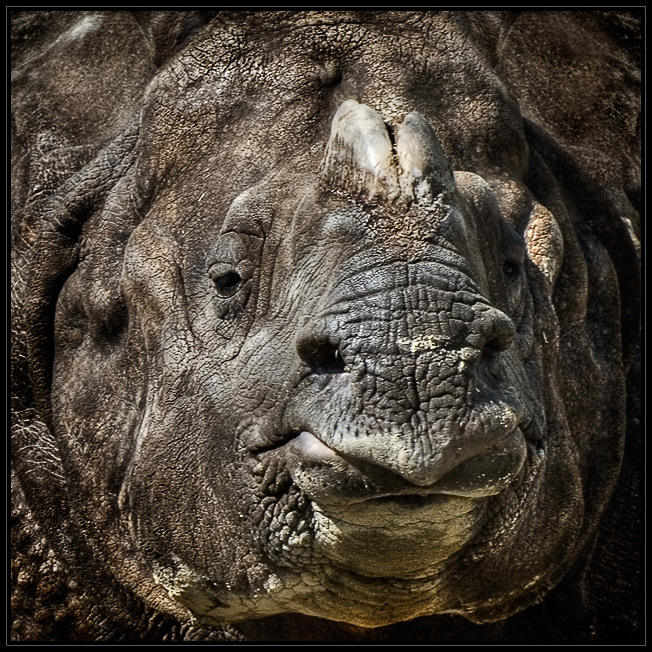 Rhinoceros