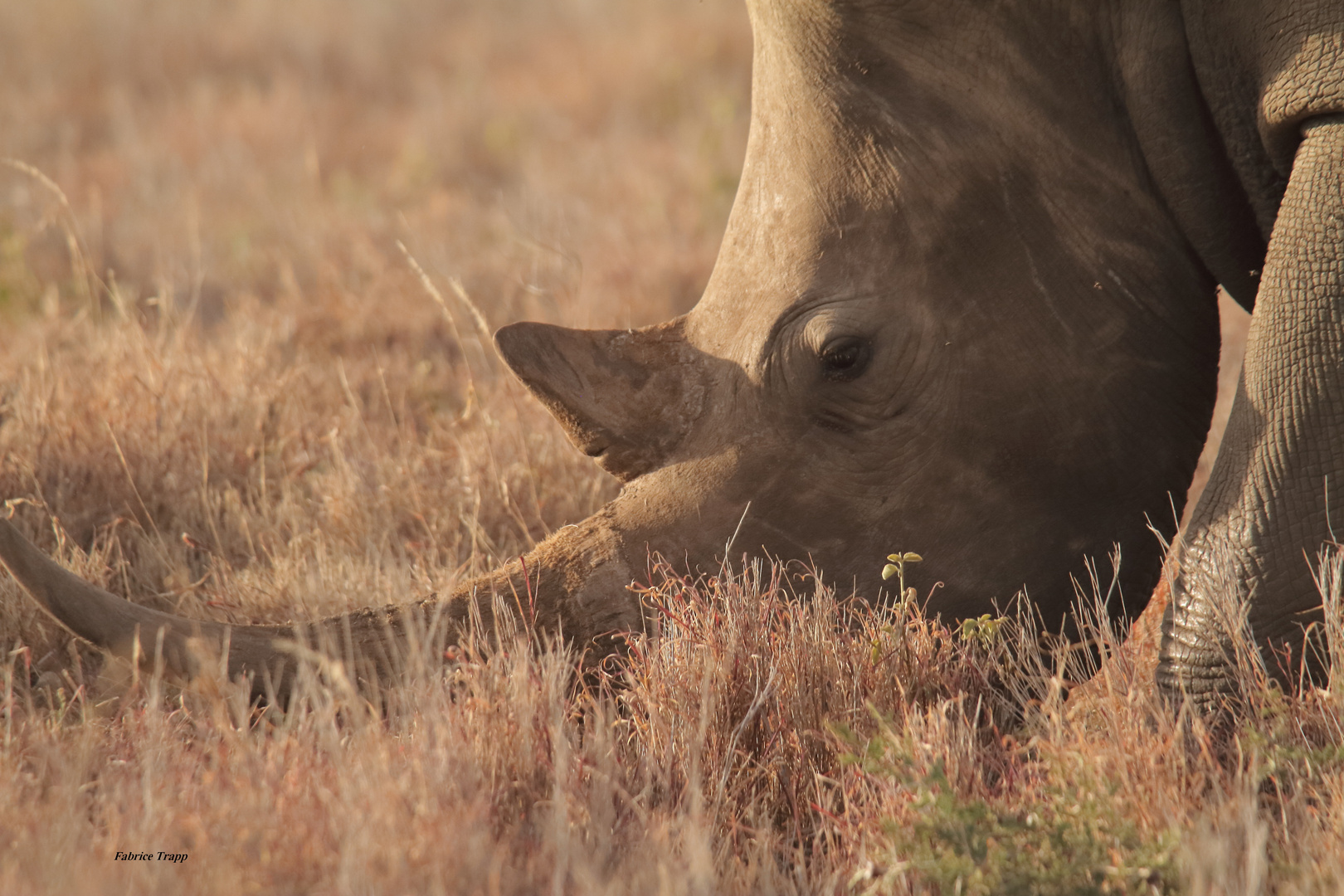 Rhinocéros