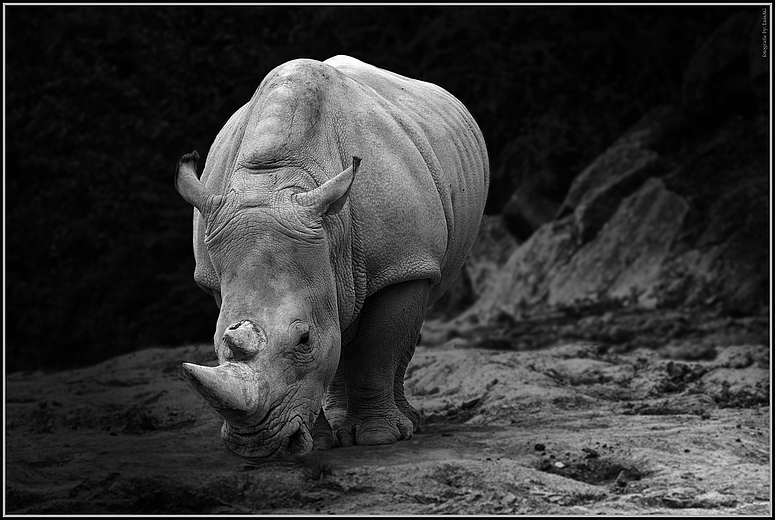 Rhinoceros blanc