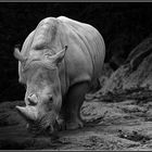 Rhinoceros blanc