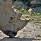 Rhinocéros blanc