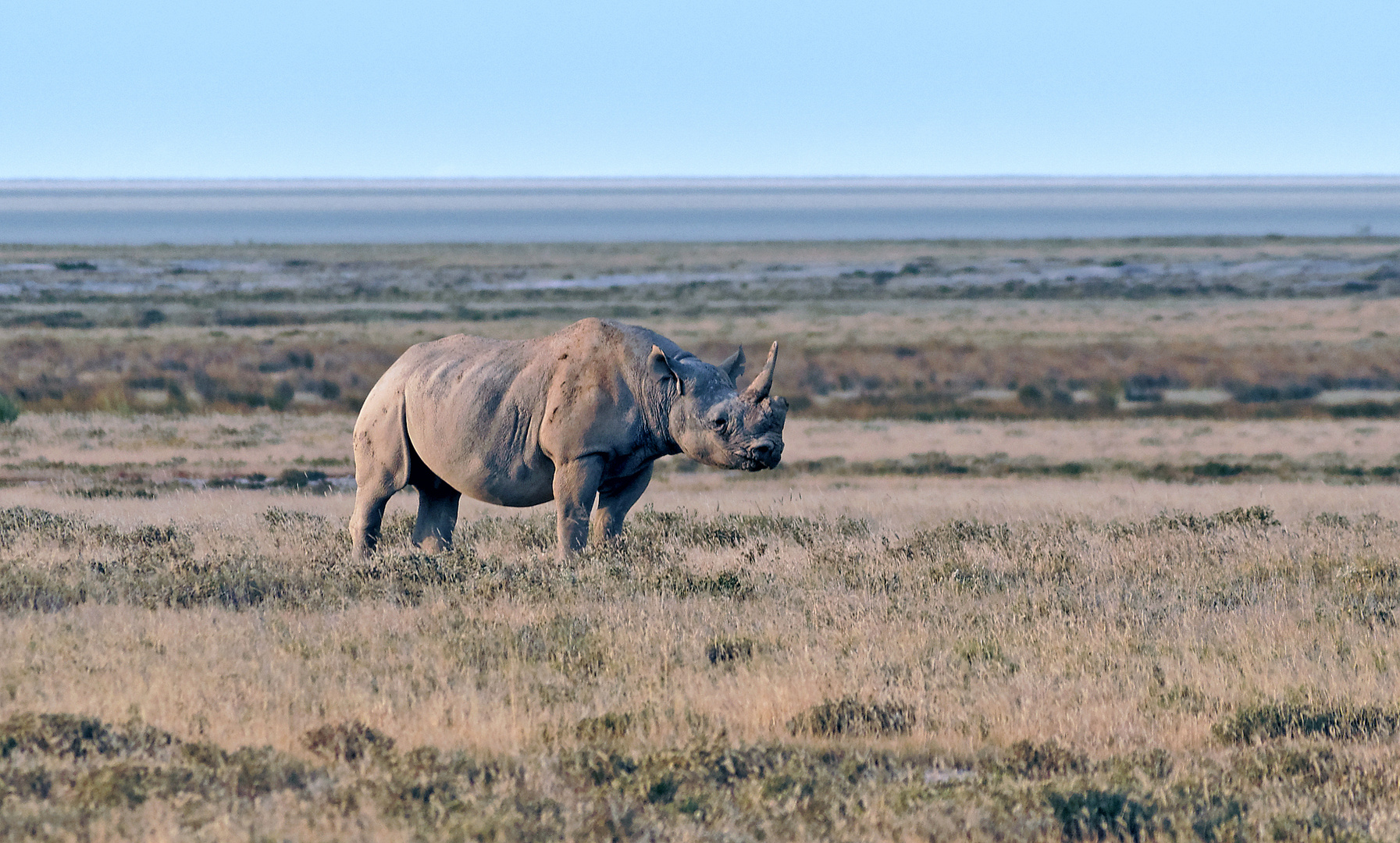 Rhinocéros blanc