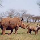 Rhinoceros blanc, Hluhluwe/Umfolozi, Afrique du Sud