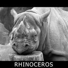 RHINOCEROS