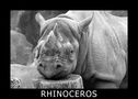 RHINOCEROS von Der Foto-Graf