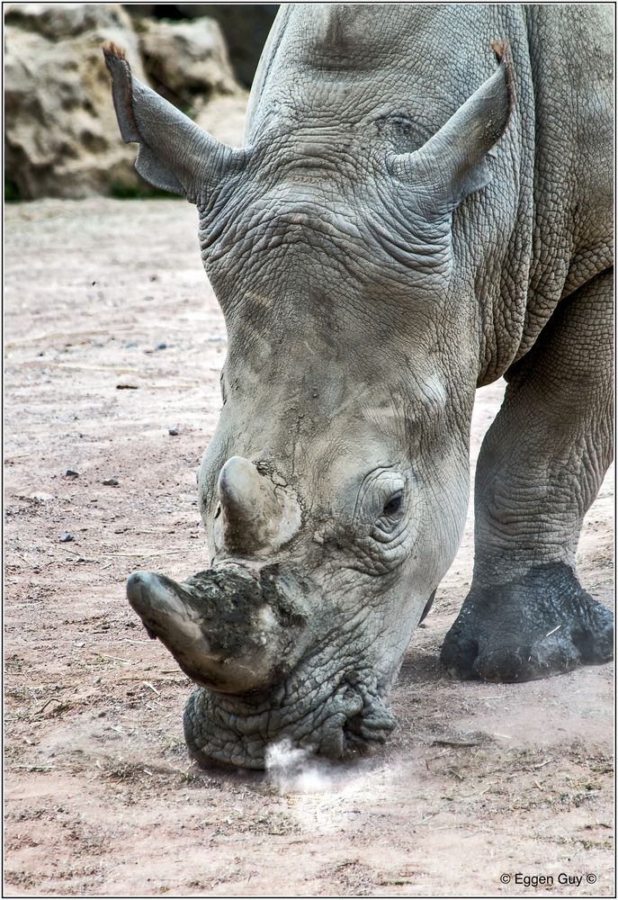 Rhinocéros d'Afrique