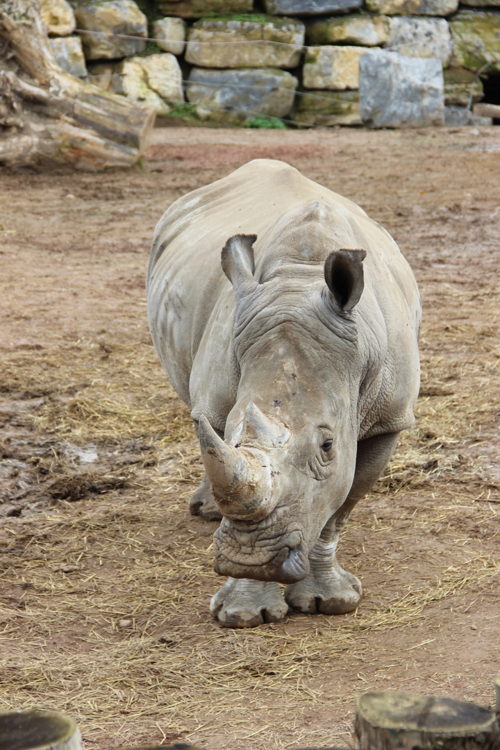 Rhinocéros