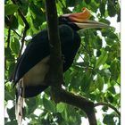 - Rhinoceros Hornbill -