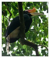 - Rhinoceros Hornbill -