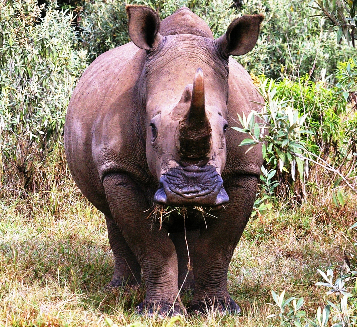 Rhinocéros, Naivasha, Kenya