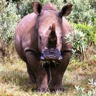 Rhinocéros, Naivasha, Kenya