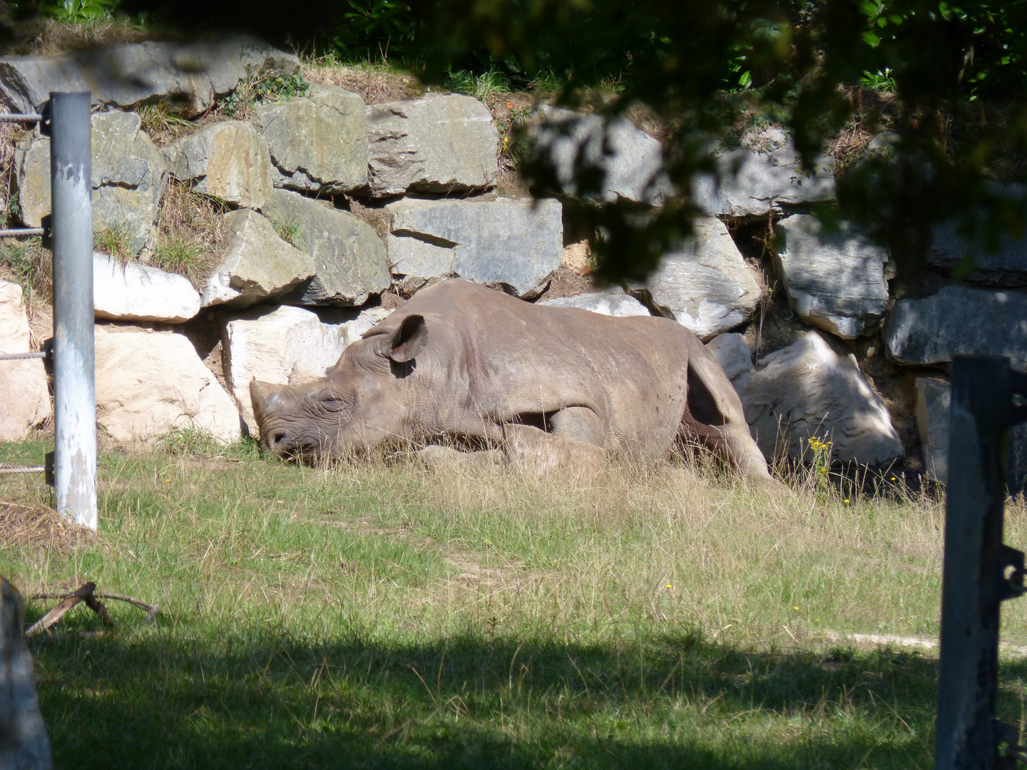 Rhinocéros noir