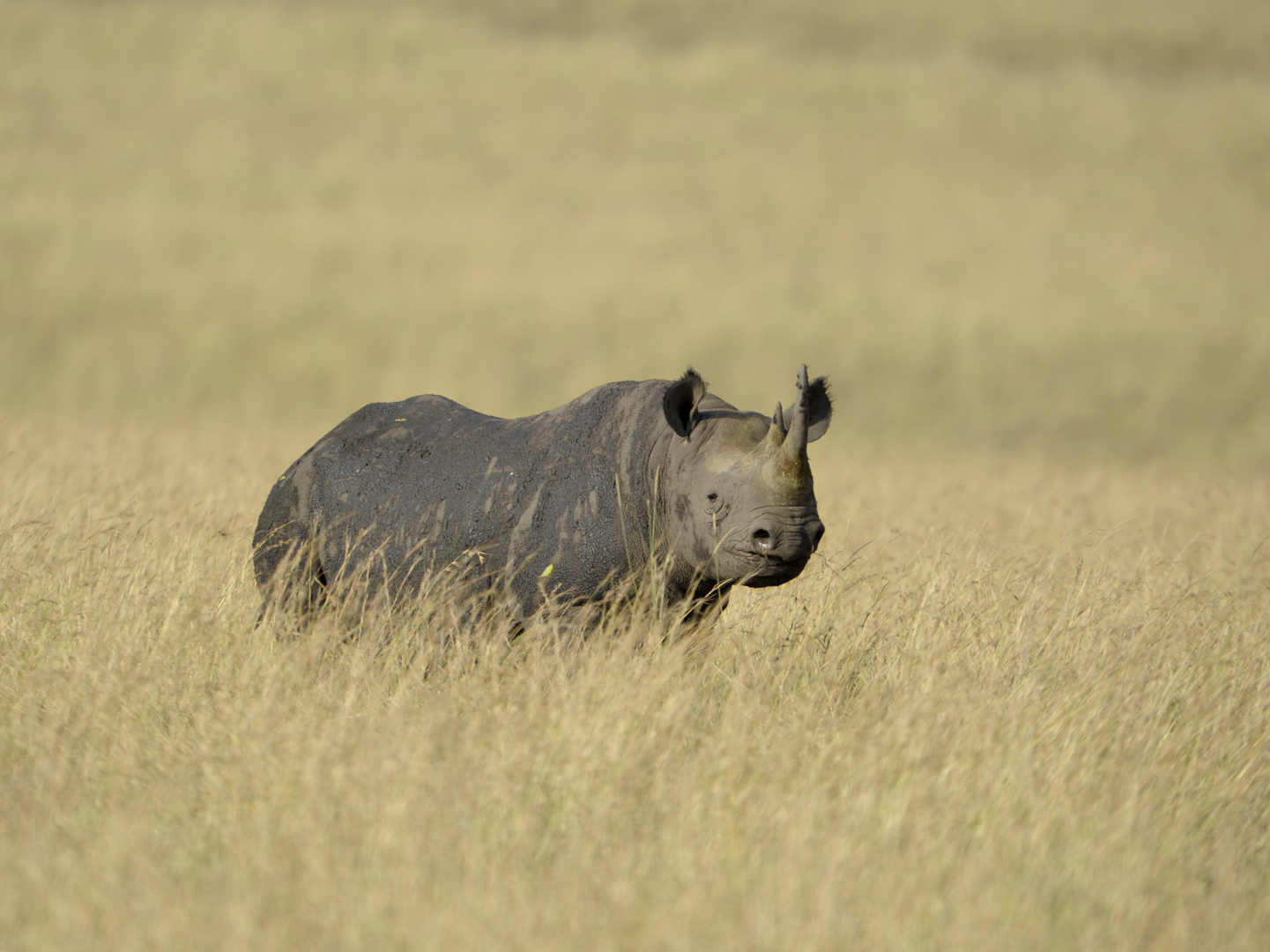 Rhinocéros Noir en voie de disparition