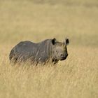 Rhinocéros Noir en voie de disparition