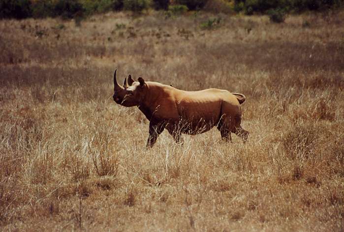 Rhinoceros noir, Nairobi National Park, Kenya