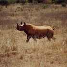 Rhinoceros noir, Nairobi National Park, Kenya