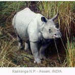 Rhinoceros Unicornis